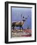 Woodland Caribou on a Ridge During Fall Migration, Quebec, Canada-Charles Sleicher-Framed Photographic Print