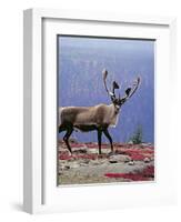 Woodland Caribou on a Ridge During Fall Migration, Quebec, Canada-Charles Sleicher-Framed Photographic Print