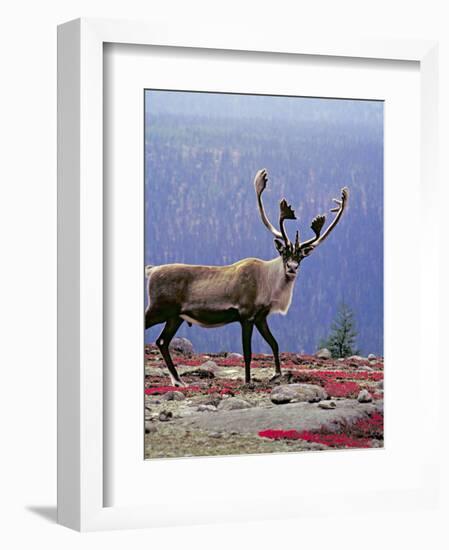 Woodland Caribou on a Ridge During Fall Migration, Quebec, Canada-Charles Sleicher-Framed Photographic Print