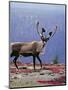 Woodland Caribou on a Ridge During Fall Migration, Quebec, Canada-Charles Sleicher-Mounted Photographic Print