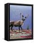 Woodland Caribou on a Ridge During Fall Migration, Quebec, Canada-Charles Sleicher-Framed Stretched Canvas