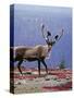 Woodland Caribou on a Ridge During Fall Migration, Quebec, Canada-Charles Sleicher-Stretched Canvas