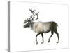 Woodland Caribou (Rangifer Tarandus Caribou), Mammals-Encyclopaedia Britannica-Stretched Canvas