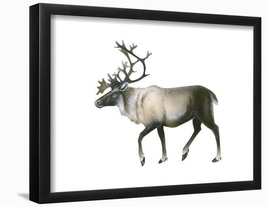 Woodland Caribou (Rangifer Tarandus Caribou), Mammals-Encyclopaedia Britannica-Framed Poster