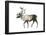 Woodland Caribou (Rangifer Tarandus Caribou), Mammals-Encyclopaedia Britannica-Framed Poster