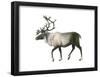 Woodland Caribou (Rangifer Tarandus Caribou), Mammals-Encyclopaedia Britannica-Framed Poster