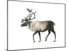 Woodland Caribou (Rangifer Tarandus Caribou), Mammals-Encyclopaedia Britannica-Mounted Poster