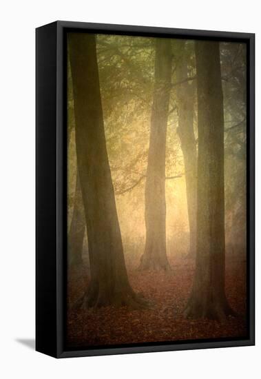 Woodland Dawn-Doug Chinnery-Framed Stretched Canvas