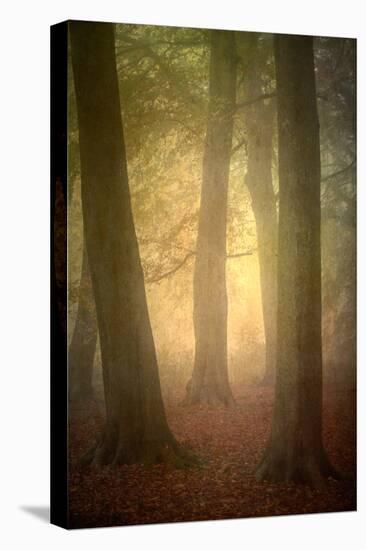 Woodland Dawn-Doug Chinnery-Stretched Canvas