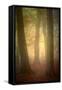 Woodland Dawn-Doug Chinnery-Framed Stretched Canvas