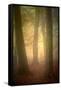 Woodland Dawn-Doug Chinnery-Framed Stretched Canvas