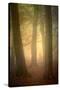 Woodland Dawn-Doug Chinnery-Stretched Canvas