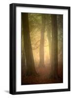 Woodland Dawn-Doug Chinnery-Framed Premium Photographic Print