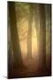 Woodland Dawn-Doug Chinnery-Mounted Premium Photographic Print