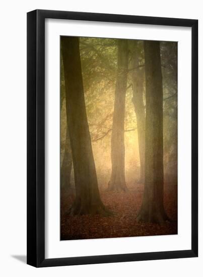 Woodland Dawn-Doug Chinnery-Framed Photographic Print