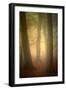 Woodland Dawn-Doug Chinnery-Framed Photographic Print