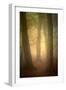 Woodland Dawn-Doug Chinnery-Framed Photographic Print