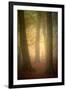 Woodland Dawn-Doug Chinnery-Framed Photographic Print