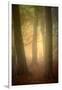 Woodland Dawn-Doug Chinnery-Framed Photographic Print