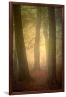 Woodland Dawn-Doug Chinnery-Framed Photographic Print