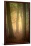 Woodland Dawn-Doug Chinnery-Framed Photographic Print