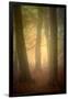 Woodland Dawn-Doug Chinnery-Framed Photographic Print