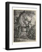 Woodland Deer I-Ridinger-Framed Art Print