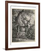 Woodland Deer I-Ridinger-Framed Art Print