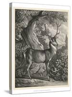 Woodland Deer I-Ridinger-Stretched Canvas