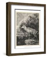 Woodland Deer II-Ridinger-Framed Art Print