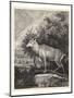 Woodland Deer II-Ridinger-Mounted Art Print