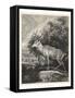 Woodland Deer II-Ridinger-Framed Stretched Canvas