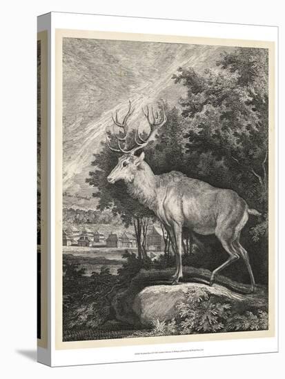 Woodland Deer II-Ridinger-Stretched Canvas