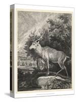 Woodland Deer II-Ridinger-Stretched Canvas