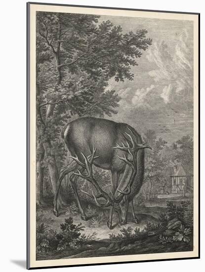 Woodland Deer IV-Ridinger-Mounted Art Print