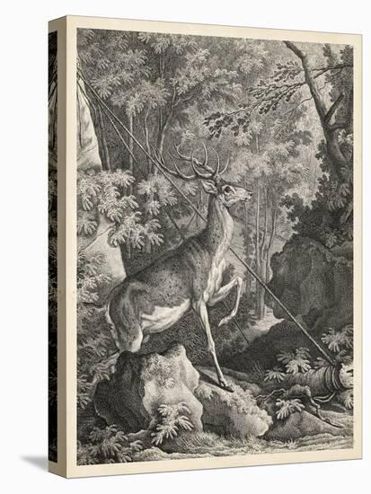 Woodland Deer VII-Ridinger-Stretched Canvas
