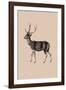 Woodland - Deer-Maria Mendez-Framed Giclee Print