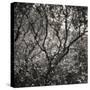 Woodland Dreams I-Doug Chinnery-Stretched Canvas