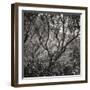 Woodland Dreams I-Doug Chinnery-Framed Photographic Print