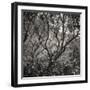 Woodland Dreams I-Doug Chinnery-Framed Photographic Print