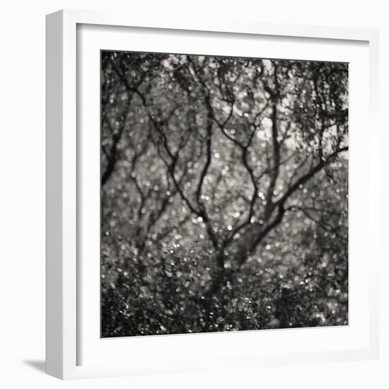 Woodland Dreams I-Doug Chinnery-Framed Photographic Print