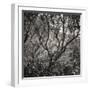 Woodland Dreams I-Doug Chinnery-Framed Photographic Print