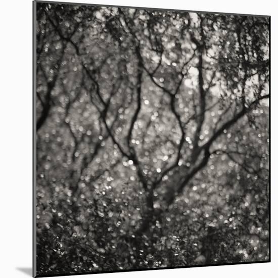 Woodland Dreams I-Doug Chinnery-Mounted Photographic Print