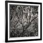 Woodland Dreams I-Doug Chinnery-Framed Photographic Print