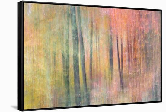 Woodland Dreams IV-Doug Chinnery-Framed Stretched Canvas