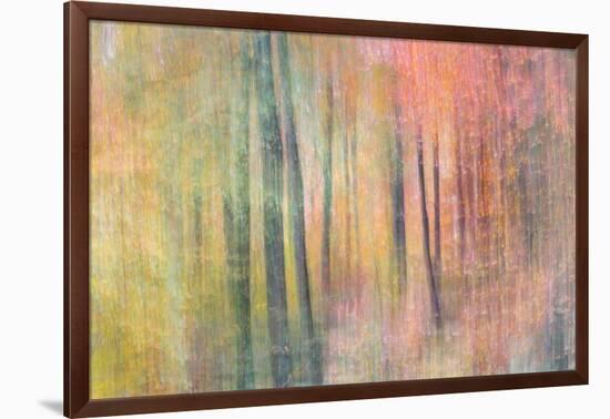 Woodland Dreams IV-Doug Chinnery-Framed Photographic Print