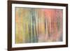 Woodland Dreams IV-Doug Chinnery-Framed Photographic Print