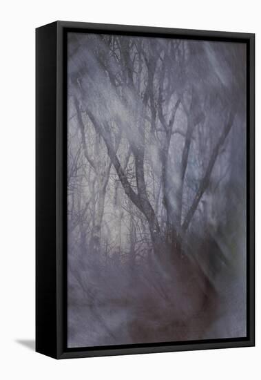 Woodland Dreams-Doug Chinnery-Framed Stretched Canvas