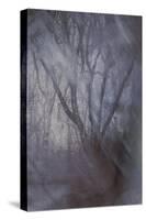 Woodland Dreams-Doug Chinnery-Stretched Canvas