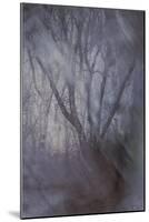 Woodland Dreams-Doug Chinnery-Mounted Giclee Print